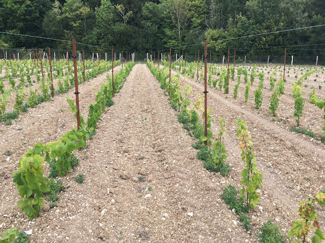 Vignoble des Voeux - Martin Ebersbach