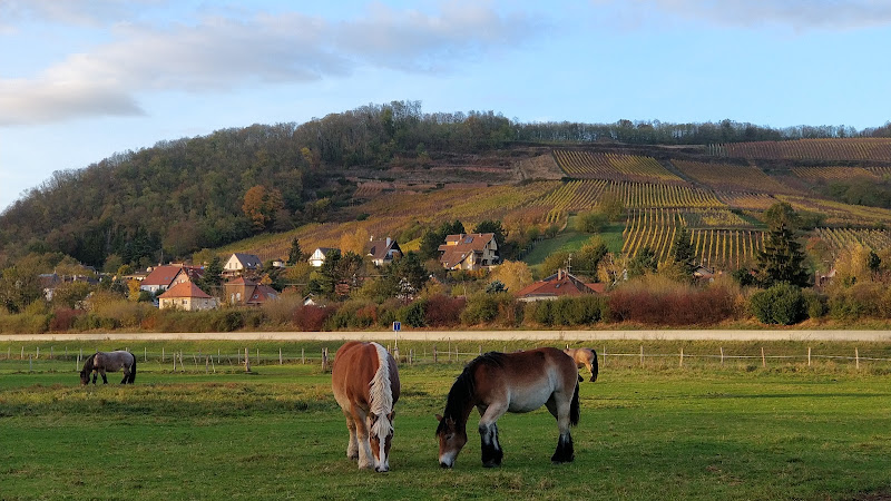 Domaine Xavier Muller