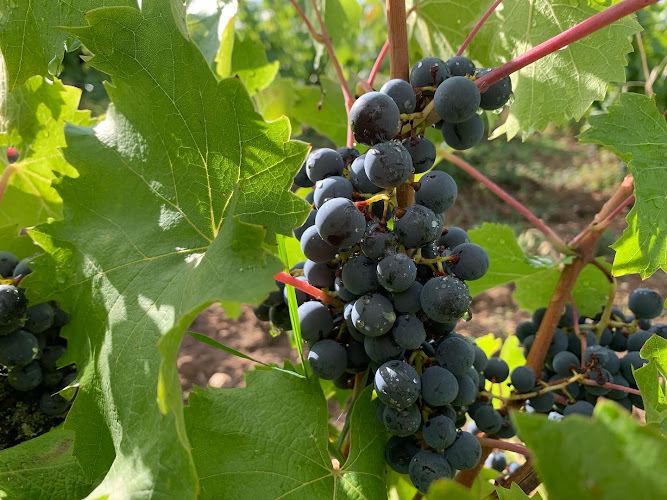 Le vin à poil ! Xavier Marchais & Morgane Tessier