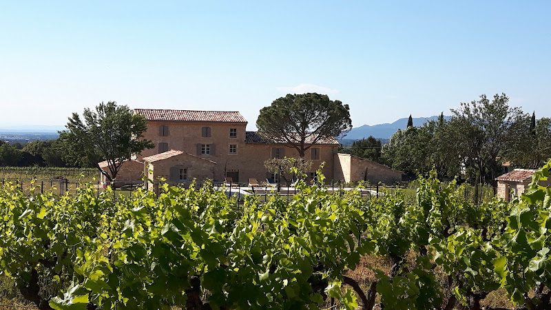 Domaine du Chat Blanc - Vins et oenotourisme