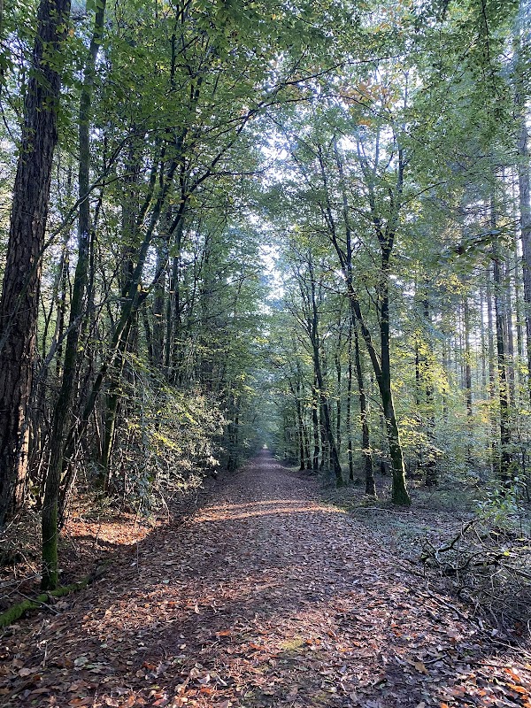 Forêt de Camors