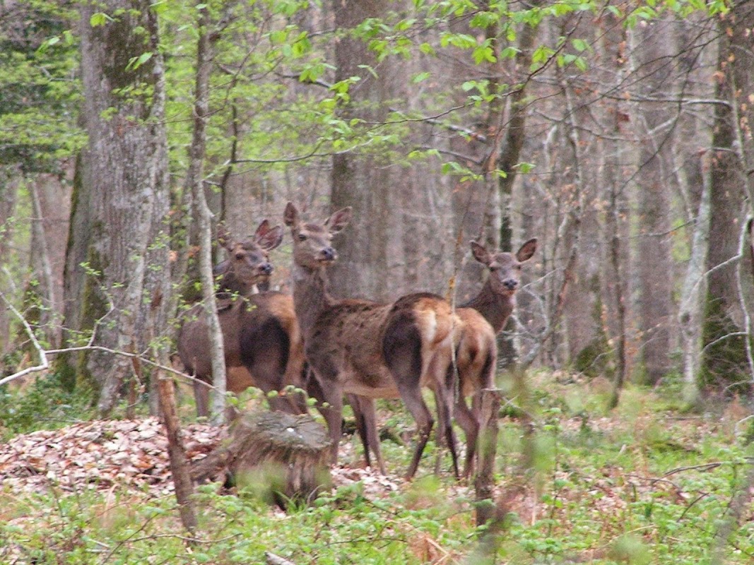 Forêt des Bertranges