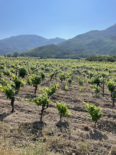 Mlle D , Marie-Francoise Devichi Vigneronne ( Domaine Devichi)