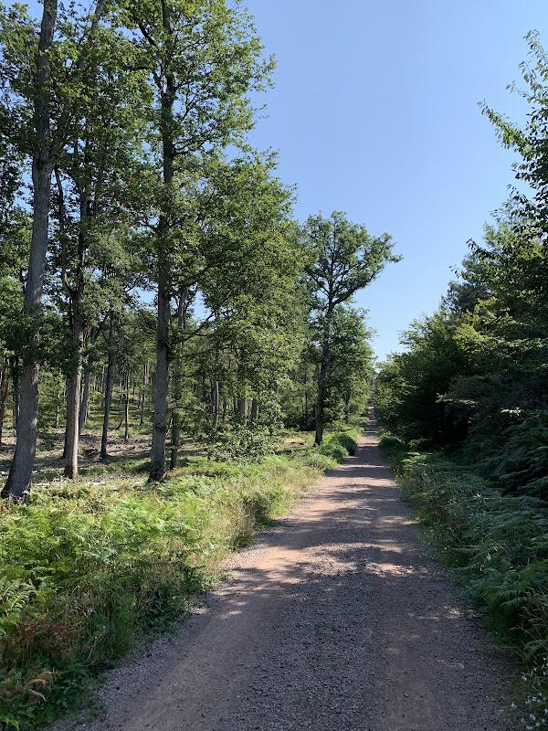 Forêt de Tronçais