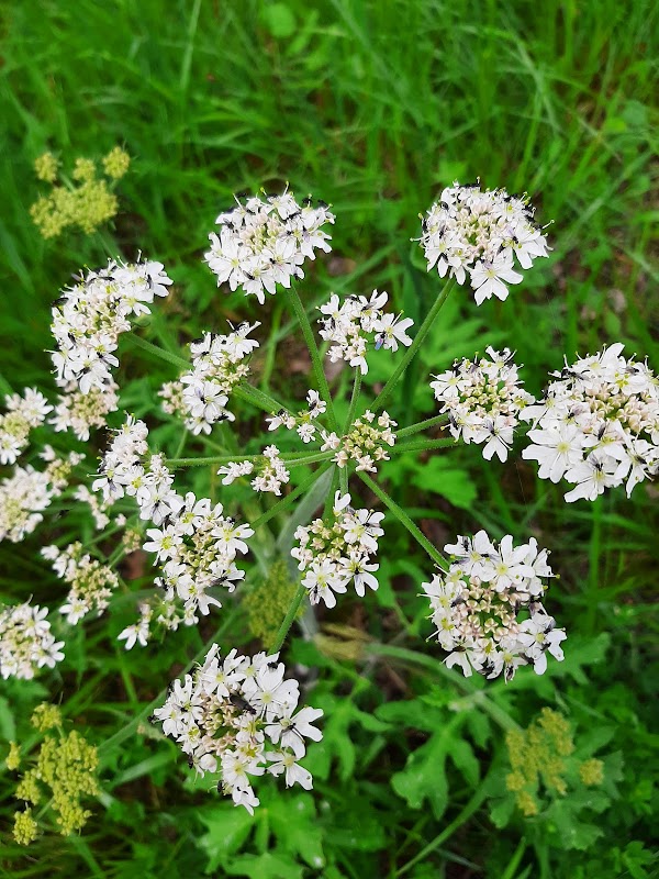 Forêt d'Orléans