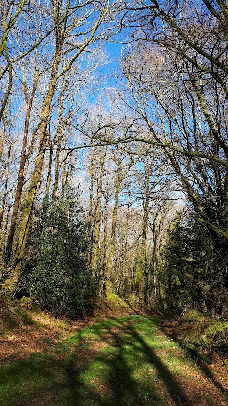 Forêt de Cranou