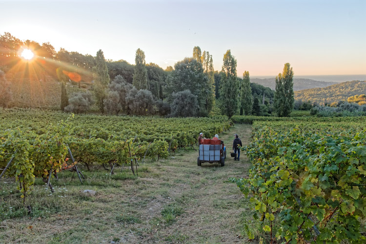 Vignoble de Saint Jeannet « Vignoble Rasse »