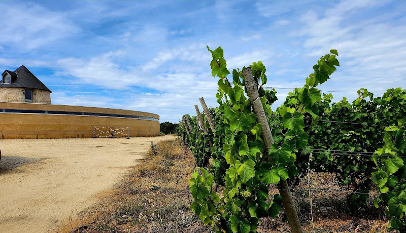 Le vignoble de Rhuys - Dantelezh