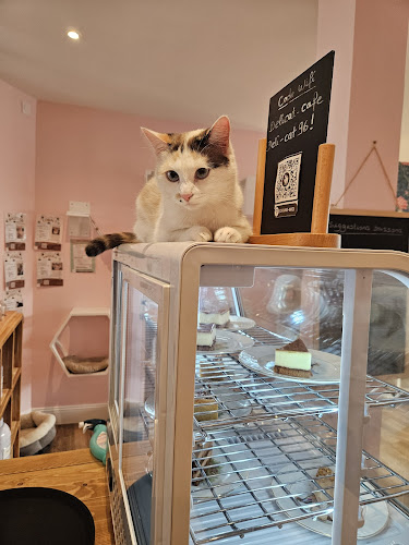 Déli'Cat - Bar à chats à l'adoption - Salon de thé - Restauration rapide (interdit aux enfants de moins de 10 ans)
