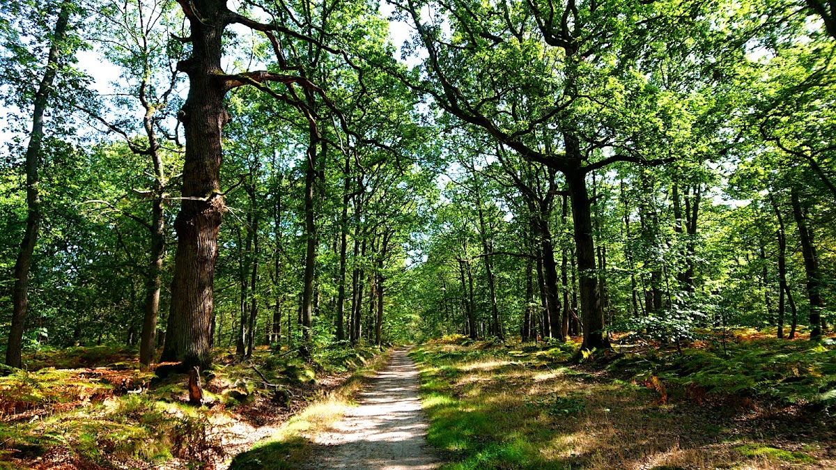 Forêt de Sénart - Sentier des Géants