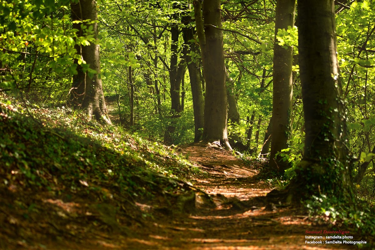 Forêt de Saint-Gobain