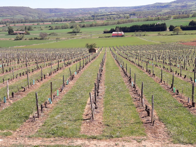 Domaine Sauvat - Vins de Boudes et Oenotourisme authentique - Auvergne