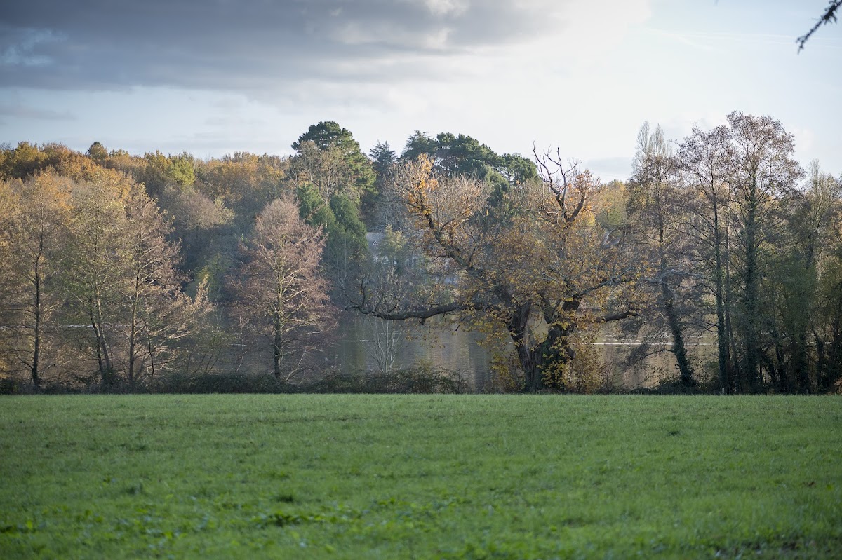 Bois de la Desnerie