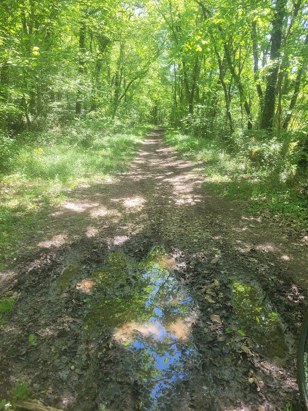 Forêt de Russy