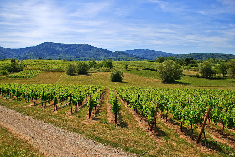 Vins d'Alsace Domaine Blanck