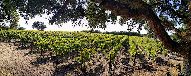 Domaine de La Pointe - Vin des Sables de l'Océan