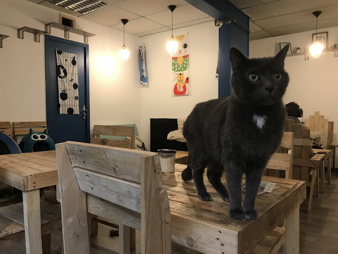 Au Bonheur des Chats
