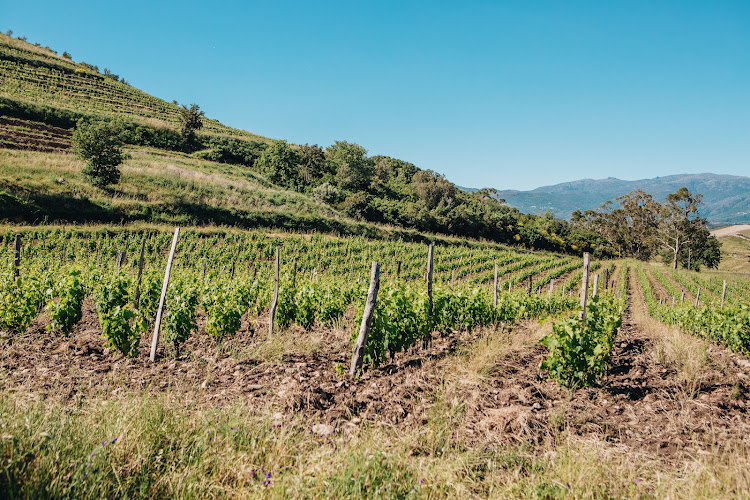 Mlle D , Marie-Francoise Devichi Vigneronne ( Domaine Devichi)