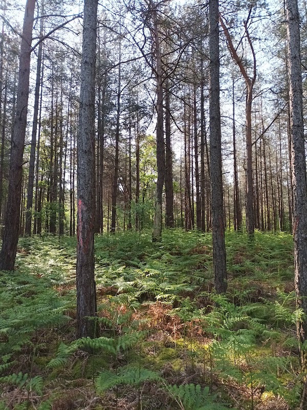 Forêt de Rambouillet