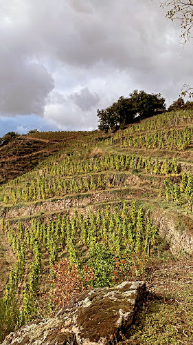 Clos de la Bonnette - Domaine Guiller-Montabonnet