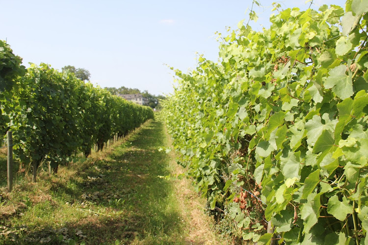 Domaine Nigri - Vins Jurançon