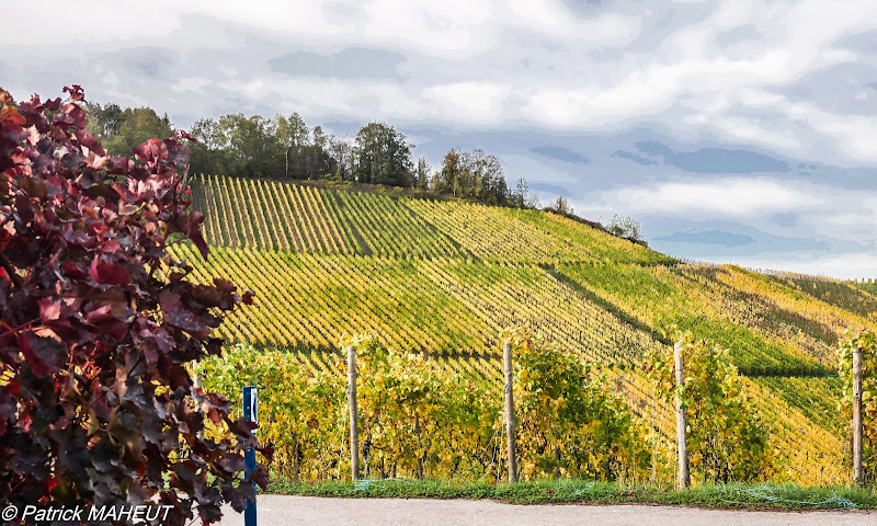 Domaines Vinsmoselle - Caves du Sud