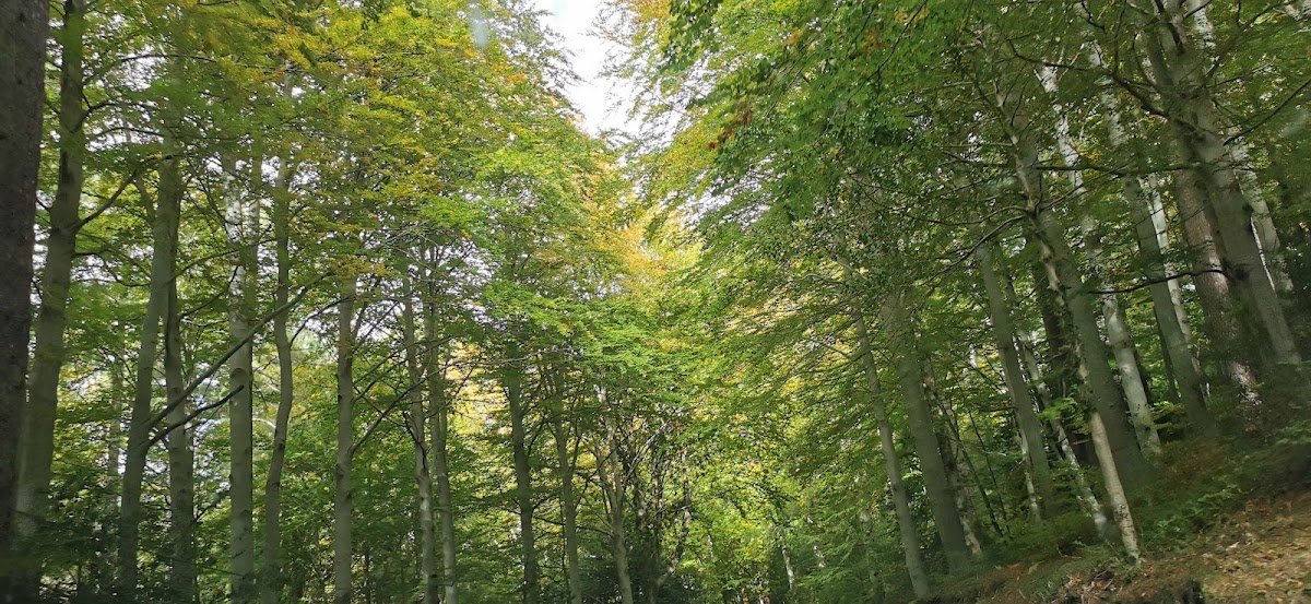 Forêt de Vizzavona