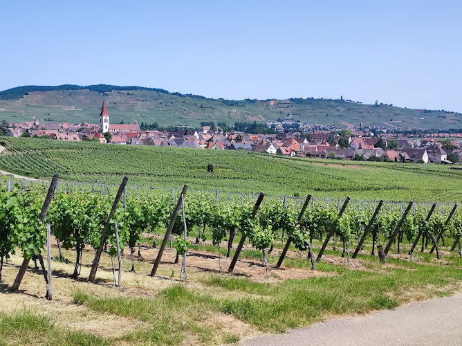 Domaine Freyburger , Vignoble Familal, Dégustation Vin d'Alsace Bio, Région de Colmar