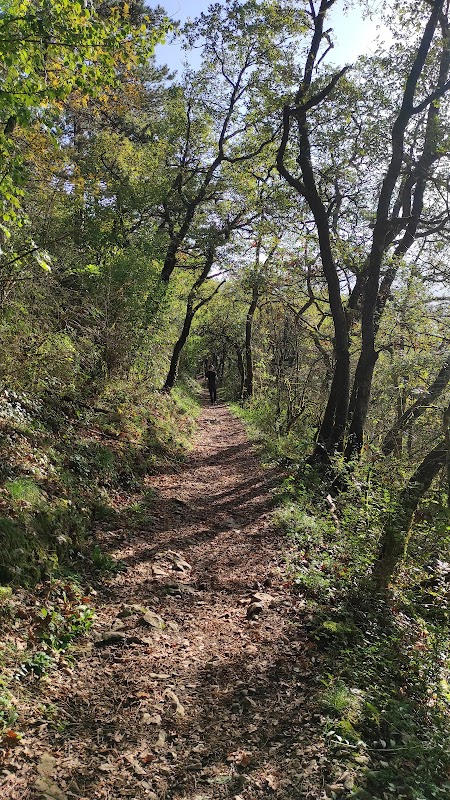 Forêt de Corsuet