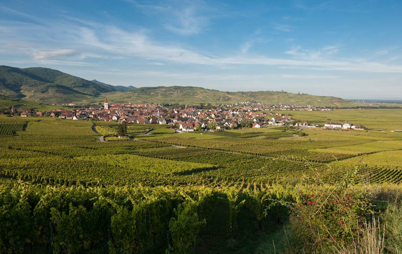 Domaine Freyburger , Vignoble Familal, Dégustation Vin d'Alsace Bio, Région de Colmar
