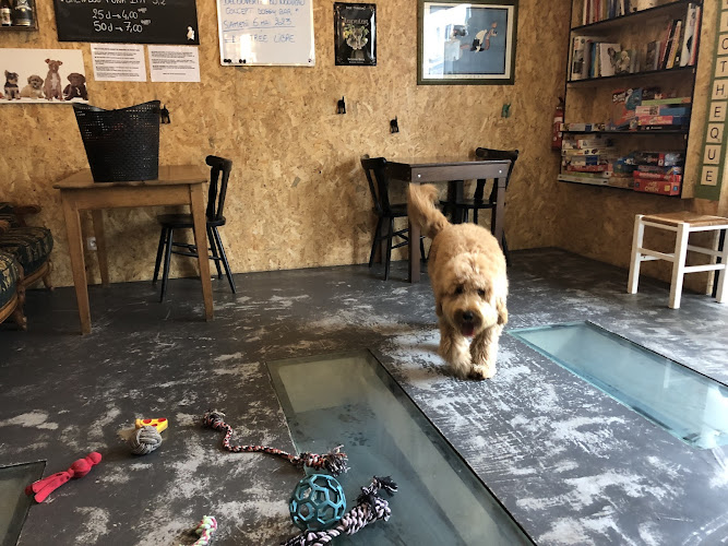 Doggy Bar