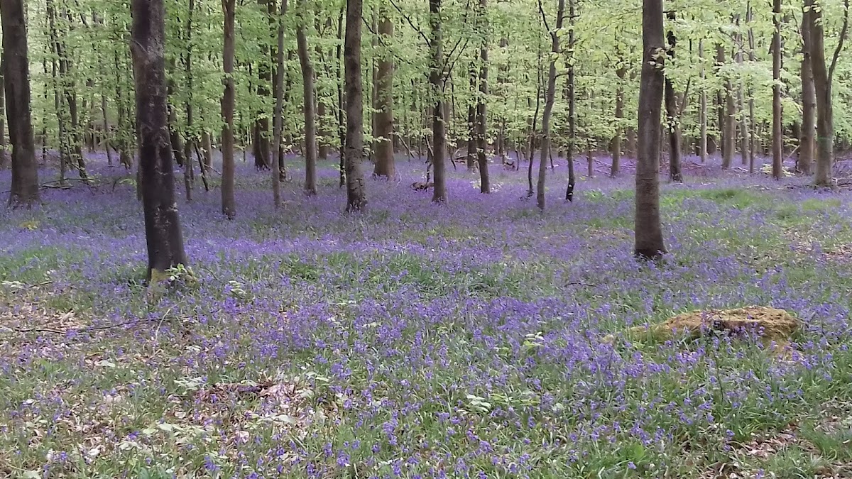 Forêt Domaniale d'Eawy