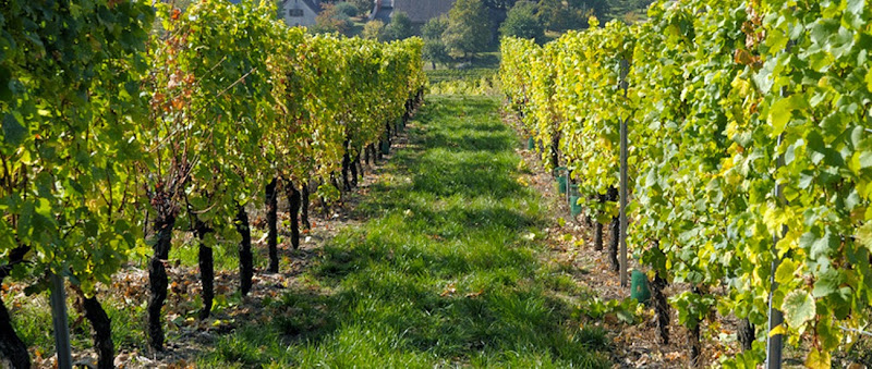 Producteur Récoltant Vins et Crémant Alsace Eber