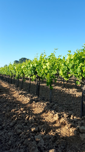 Les Vignerons de Mistral