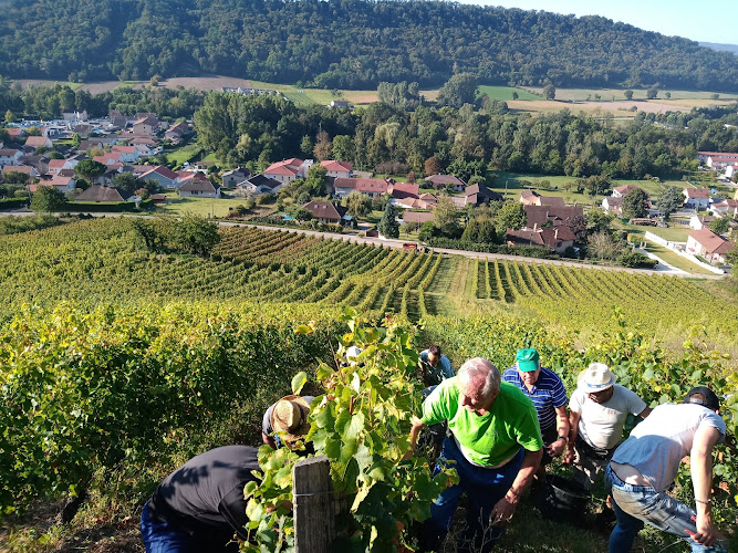 Domaine du Loup des Vignes