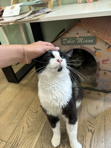PawPao | Bar à chat Agen