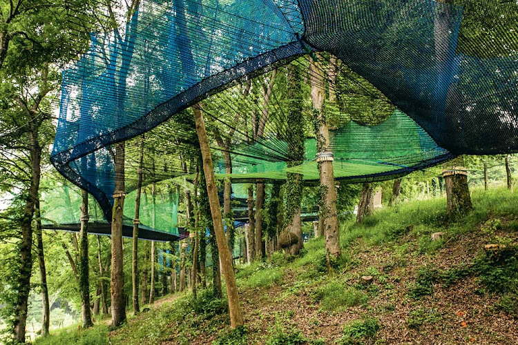 🌳 Hisse et Ho! 🌳