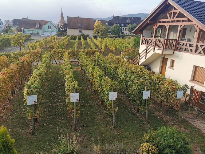Domaine Pierre Adam | Vins d'Alsace