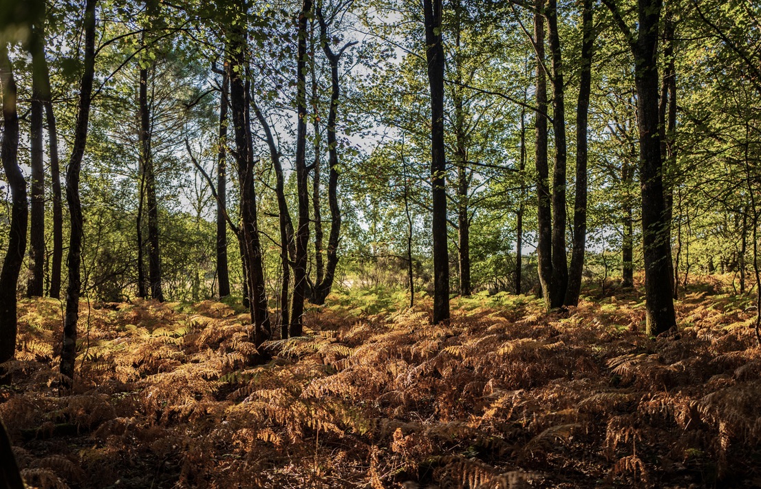 Forêt de Loches