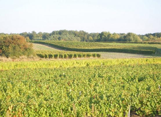 Domaine de la Renne