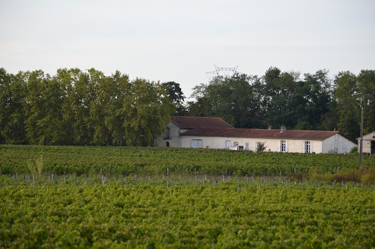 Vignoble Pestoury