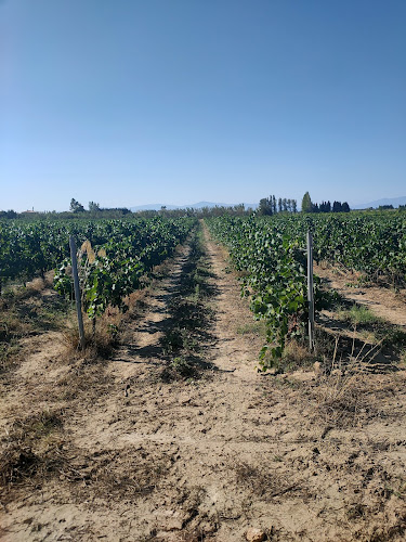 Domaine La Vigne Barbé