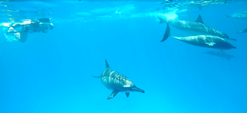 Dolphinesse