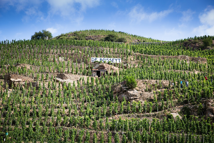 SAS Vignoble De Boisseyt