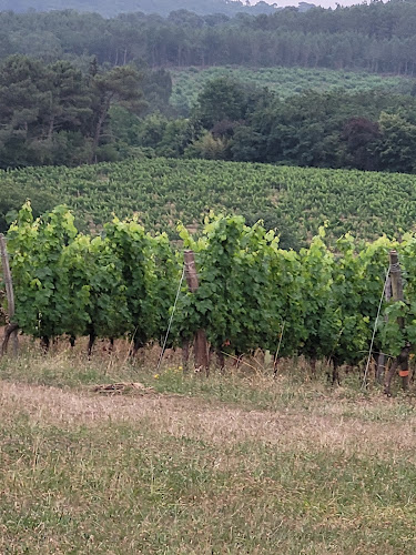 LES VIGNERONS DE BUZET