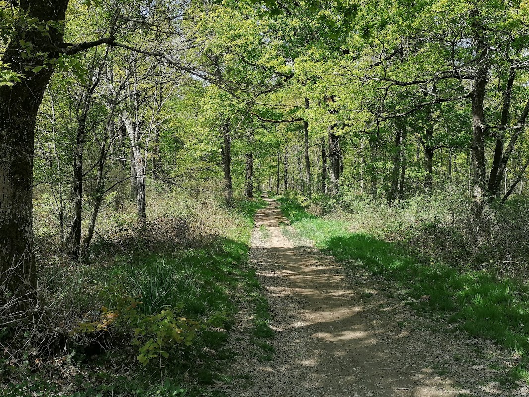 Forêt de Bouconne