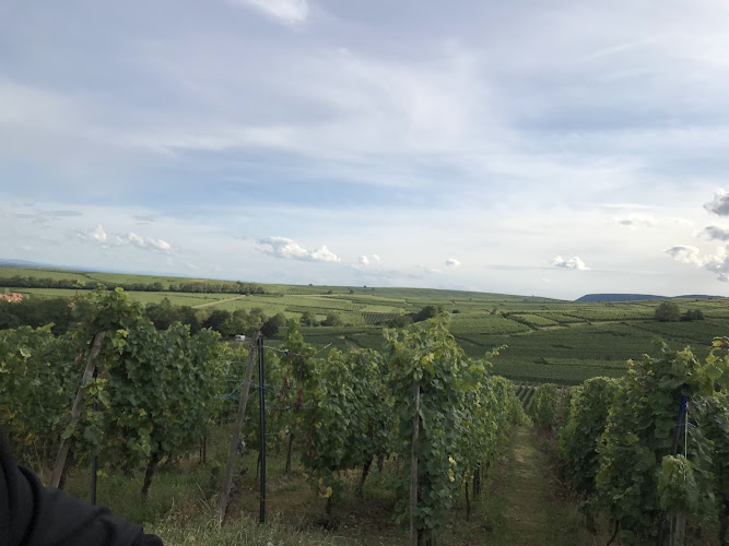 Domaine MANN - Vignoble des 3 Terres