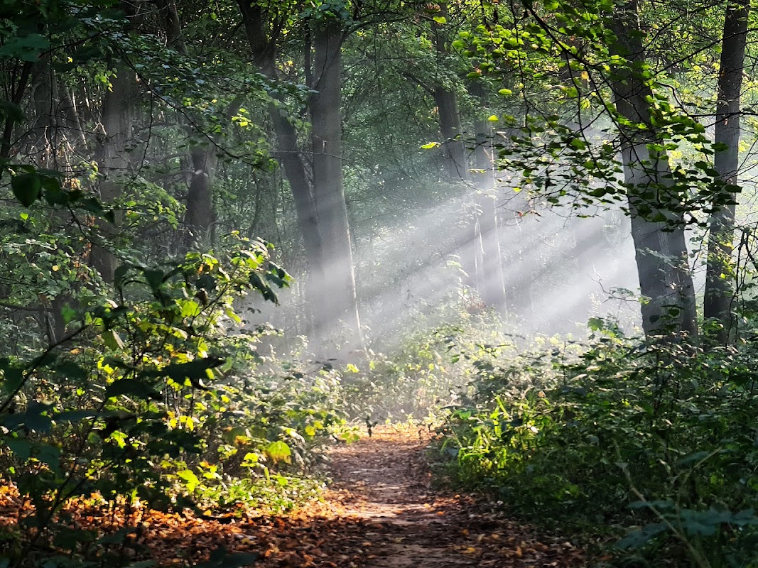 Forêt de Notre-Dame