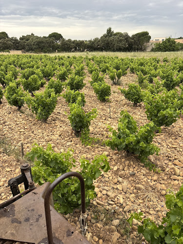 Domaine Le Père Brun | Visite & dégustation sur RDV