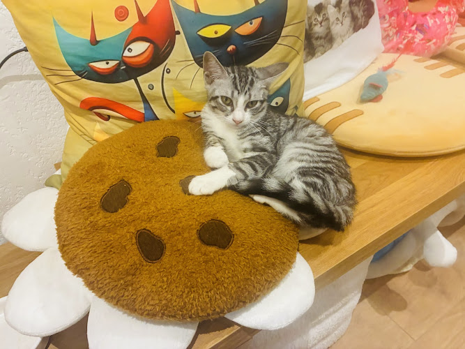 PAPA CHAT CAFÉ ( Enfant accepté à partir de 6 ans )
